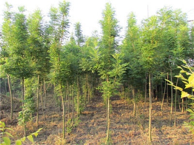 白城綠化苗木基地