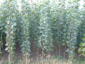 速生楊圖片,速生楊高清圖片 陜西瑞林苗木公司,中國(guó)制造網(wǎng)