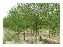 【京桃苗木批發(fā)/本溪山誠苗木】京桃苗木批發(fā)/本溪山誠苗木批發(fā)價格,廠家,圖片,本溪山誠苗木 -企業(yè)庫網(wǎng)