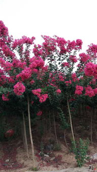 南陽玉蘭苗木花卉種植專業合作社