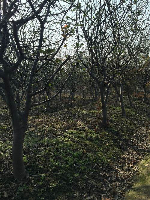 江蘇蘇州 苗木行情看漲,海棠價(jià)格走高