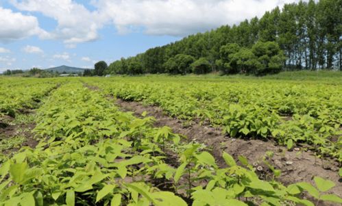 做大做強(qiáng)核桃楸 助力中藥材產(chǎn)業(yè)發(fā)展