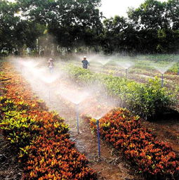 南海農場建花卉種植基地推動農場經濟發展