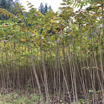 臺(tái)灣漆樹(shù)苗木,山漆