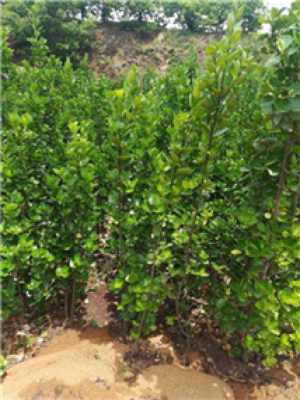 焦作2米北海道黃楊園林苗木