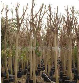 供應(yīng)榕樹 喬木 苗木價格_供應(yīng)榕樹 喬木 苗木廠家_