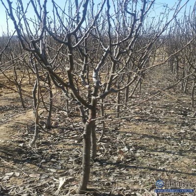 【梨苗爬秧咋管口碑廠家黃金梨苗大型基地】泰安高新區(qū)旺運苗木中心