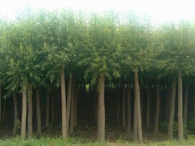 黃皮柳圖片|黃皮柳產(chǎn)品圖片由保定市安國騰達苗木花卉基地公司生產(chǎn)提供