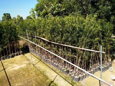 【羅漢松培養基地、羅漢松小苗直銷、質優價廉】綠化苗木,價格,廠家,供應商,花木,龍海市東泗興輝園藝場 - 產品庫