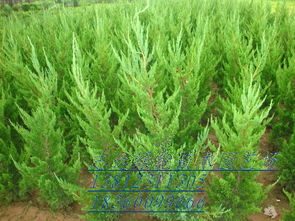 直升龍柏 沭陽(yáng)縣志遠(yuǎn)綠化苗木園藝場(chǎng)