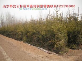 供應(yīng)云杉|云杉樹(shù)苗|云杉苗木|紅皮云杉|供應(yīng)云杉|山東云杉_紡織、皮革_世界工廠(chǎng)網(wǎng)中國(guó)產(chǎn)品信息庫(kù)