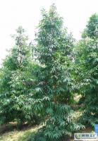 大量0優(yōu)質(zhì)常綠苗木喬木竹柏_農(nóng)副產(chǎn)品_世界工廠(chǎng)網(wǎng)中國(guó)產(chǎn)品信息庫(kù)