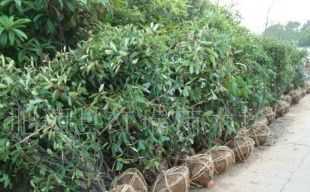 供應(yīng)石楠球.苗木手機(jī)13865993931_農(nóng)副產(chǎn)品_世界工廠(chǎng)網(wǎng)中國(guó)產(chǎn)品信息庫(kù)