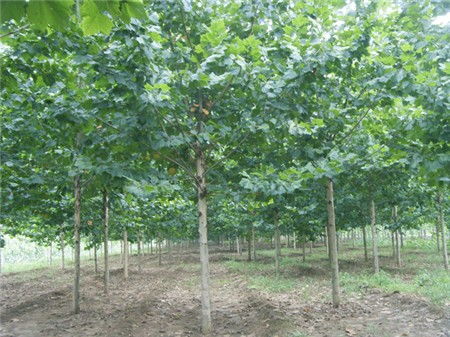 永濟(jì)18公分速生法桐占地苗木
