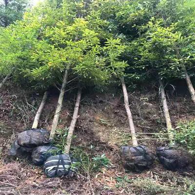 金絲楠木10公分工程苗價格 金絲楠木杯苗價格 大量供應(yīng)小葉楨楠 紅成苗木