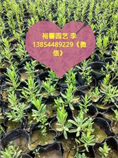 各種規(guī)格薰衣草 哪里有優(yōu)質(zhì)薰衣草 濰坊薰衣草專業(yè)培育基地 精品薰衣草找哪家