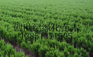 供應沭陽龍柏價格江蘇龍柏價格龍柏報價_農副產品_世界工廠網中國產品信息庫