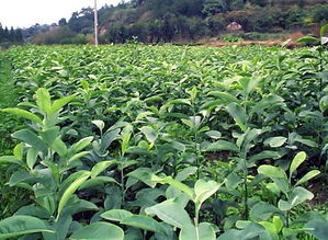 好苗木就選深山含笑 九江深山含笑供應 好服務 誠信商 江西深山含笑苗木