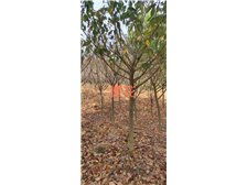 清流縣林畬兄弟宏達苗木種植專業合作社產品展示