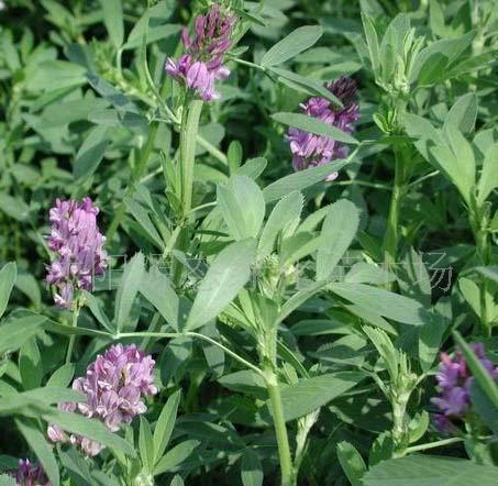 牧草種子普那菊苣、蘇丹草、苦買菜、毛苕子、(圖)