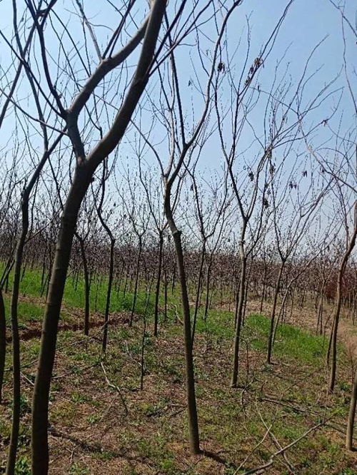 恭喜肥西永和苗木入駐苗木通 孫靜 追求客戶滿意,打造苗木精品