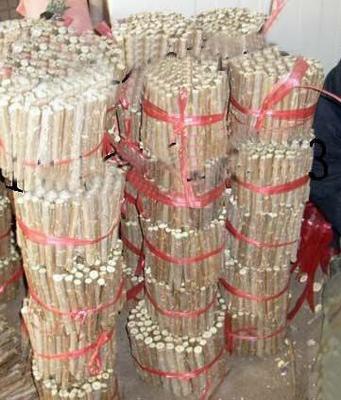 農戶直供 全紅楊扦插段、楊樹扦插段【圖】