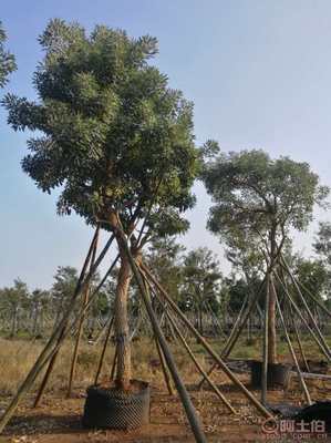 【全冠香樟袋苗供應、種植基地直銷、價格實惠】綠化苗木,價格,廠家,供應商,花木,龍海市東泗興輝園藝場 - 產品庫