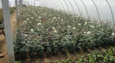 供應 廠家直銷 山東 苗木批發(fā) 定制批發(fā) 價格電議圖片_高清圖_細節(jié)圖-青島森豐源園林 -