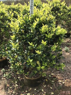 【興輝園藝場直銷金森女貞袋苗、園林綠化、農(nóng)戶種植】綠化苗木,價格,廠家,供應商,花木,龍海市東泗興輝園藝場 - 產(chǎn)品庫