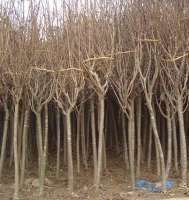 【綠化苗木】 找供應 中國農(nóng)產(chǎn)品交易網(wǎng) 中國114農(nóng)業(yè)網(wǎng) 中國農(nóng)業(yè)B2B