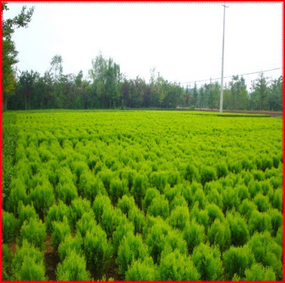 出售綠化苗木 灌木類【灑金柏】規(guī)格齊全 量大優(yōu)惠 花絡港灣出售 圖片_高清大圖 