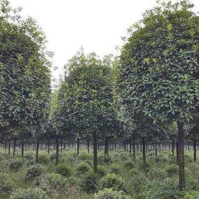 溫江錦藝供應yu-787成都桂花成都桂花價格成都高桿桂花成都高桿桂花基地圖片_高清圖_細節(jié)圖-溫江錦藝苗木園藝場