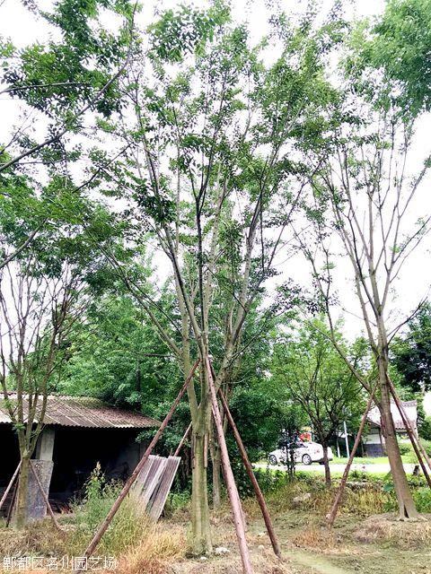 樸樹基地-名川園藝場-樸樹批發-成都苗木