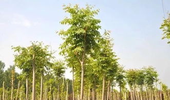 個體小型苗木種植戶和苗圃,應該怎么做才能提升利潤空間呢