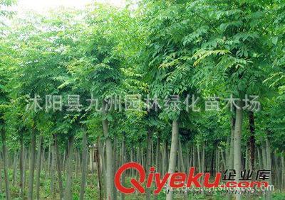 批發華山松,羅漢松,雪松,規格全,貨源足。-沭陽縣九洲園林綠化苗木場提供批發華山松,羅漢松,雪松,規格全,貨源足。的相關介紹、產品、服務、圖片、價格沭陽縣九洲園林綠化苗木場、花卉苗木;苗木種子;景觀木屋