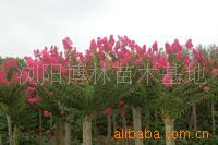 【綠化設計圖中的喬木與灌木之分】價格、產品供應,綠化設計圖中的喬木與灌木之分廠家批發-1024商務網