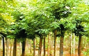 供應(yīng)綠化苗木價格_供應(yīng)綠化苗木廠家_世界工廠網(wǎng)產(chǎn)品信息庫