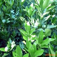 核桃苗,梨苗,獼猴桃苗四川 廣元 蒼溪蒼溪縣常生苗木藥材開(kāi)發(fā)有限責(zé)任公司產(chǎn)品供應(yīng)第1頁(yè)