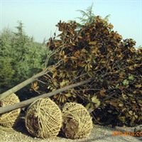 批發(fā)廣玉蘭樹(shù)苗 玉堂春 綠化苗木 喬木 白玉蘭 廣玉蘭 行道樹(shù)指導(dǎo)價(jià) 批發(fā)廣玉蘭樹(shù)苗 玉堂春 綠化苗木 喬木 白玉蘭 廣玉蘭 行道樹(shù)廠商 批發(fā)廣玉蘭樹(shù)苗