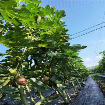 新聞 成都金奧芬無(wú)花果 一公分無(wú)花果樹(shù)苗供應(yīng)產(chǎn)品基地