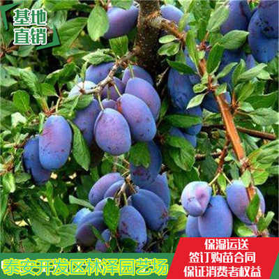 新聞 女神西梅樹(shù)苗 女神西梅樹(shù)苗新疆沙灣縣育苗廠家