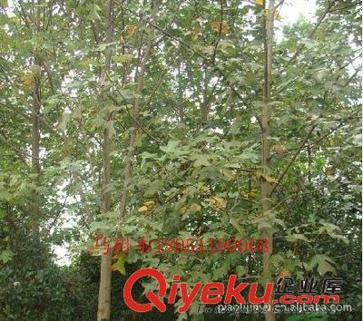 廠家專業(yè)供應(yīng)馬褂木等綠化苗木(圖)-沭陽(yáng)縣威宇花木銷(xiāo)售中心提供廠家專業(yè)供應(yīng)馬褂木等綠化苗木(圖)的相關(guān)介紹、產(chǎn)品、服務(wù)、圖片、價(jià)格沭陽(yáng)縣威宇花木銷(xiāo)售中心、金葉女貞;紅葉小檗;小龍柏;地柏;灑金柏;南天竹;迎春;連翹;月季花;紅王子錦帶;水臘;劍麻;金娃娃萱草;玉簪;鳶尾;棣棠;繡線菊;紅瑞木;紫荊;紫薇等綠化苗木