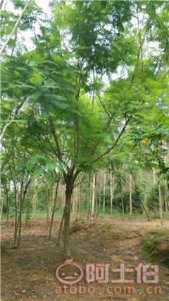 【四川藍(lán)花楹開(kāi)花基地直銷(xiāo),漳州藍(lán)花楹基地供應(yīng)價(jià)格】綠化苗木,價(jià)格,廠家,供應(yīng)商,花木,漳浦縣閩龍花卉種植園 - 產(chǎn)品庫(kù)