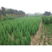 主營(yíng):樟子松、垂柳、國(guó)槐、金葉榆、新疆楊、白榆、檜柏