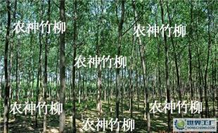 (速生柳)種苗及插條 竹柳 等各種綠化苗木_農(nóng)副產(chǎn)品_世界工廠網(wǎng)中國(guó)產(chǎn)品信息庫(kù)