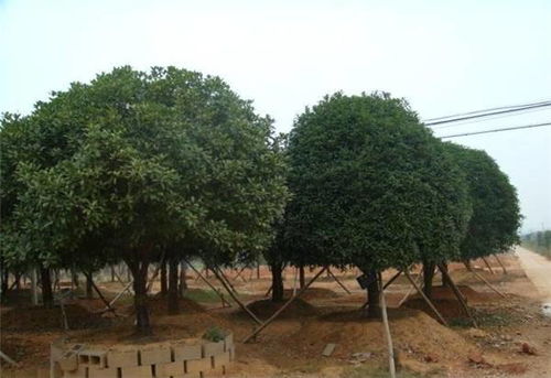 專業(yè)園林,國(guó)權(quán)苗圃 苗木