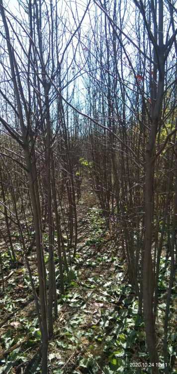 莊河哪里賣綠化苗木