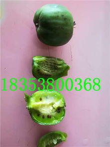 瀘州敘永縣嫁接水蜜桃蘋果苗 新聞 廠家直銷