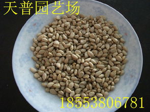 山東枸橘苗1-3年量大批發價格、廠家信息與林業種植指南