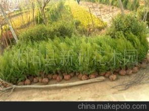 色塊類苗木供應(yīng)商及批發(fā)市場概覽